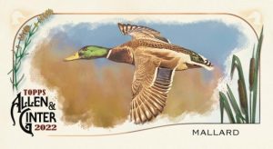 Ducks Mini Insert Card